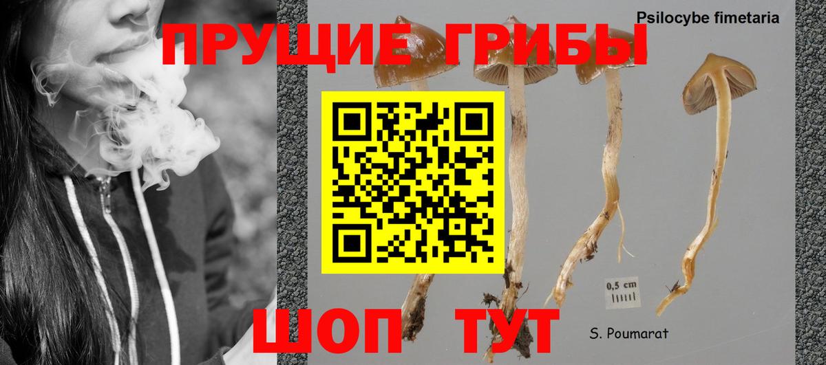 Галлюциногенные грибы прущие грибы  Вход с VPN  продажа наркотиков  Тында 